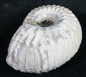 Liparoceras Ammonite - Very D #9716-3